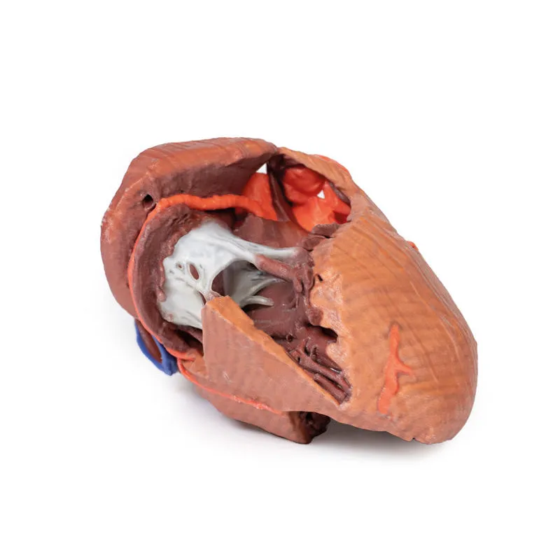 3D Printed  Heart internal structures Replica