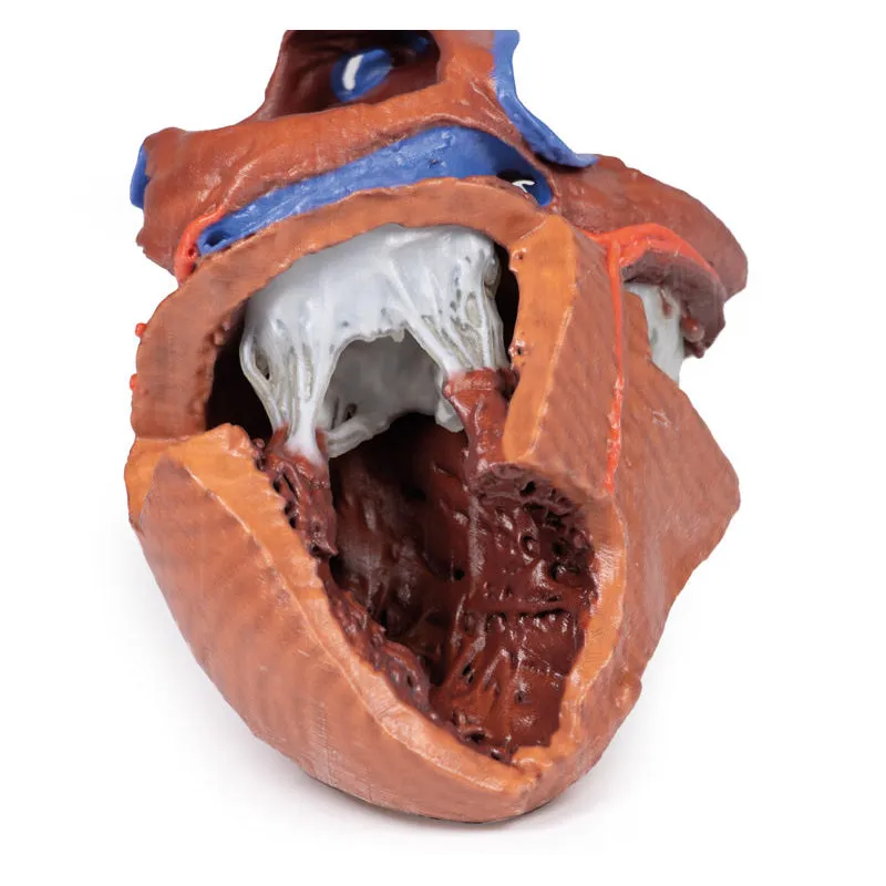 3D Printed  Heart internal structures Replica