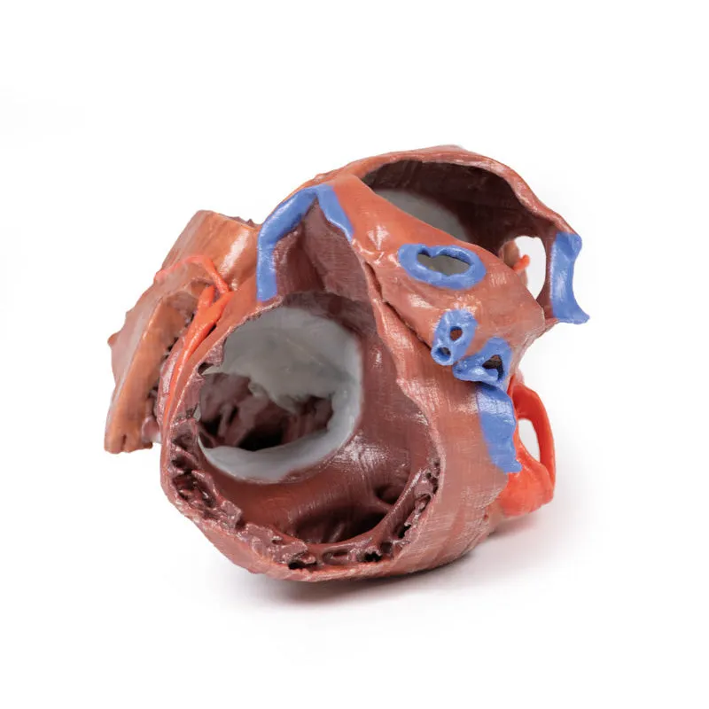 3D Printed  Heart internal structures Replica