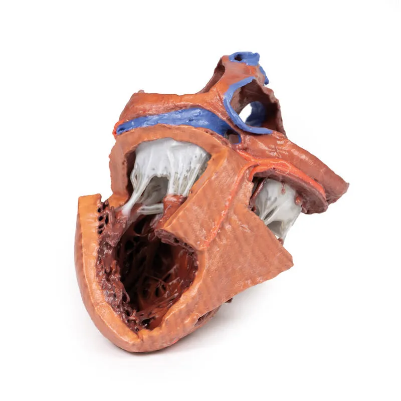 3D Printed  Heart internal structures Replica