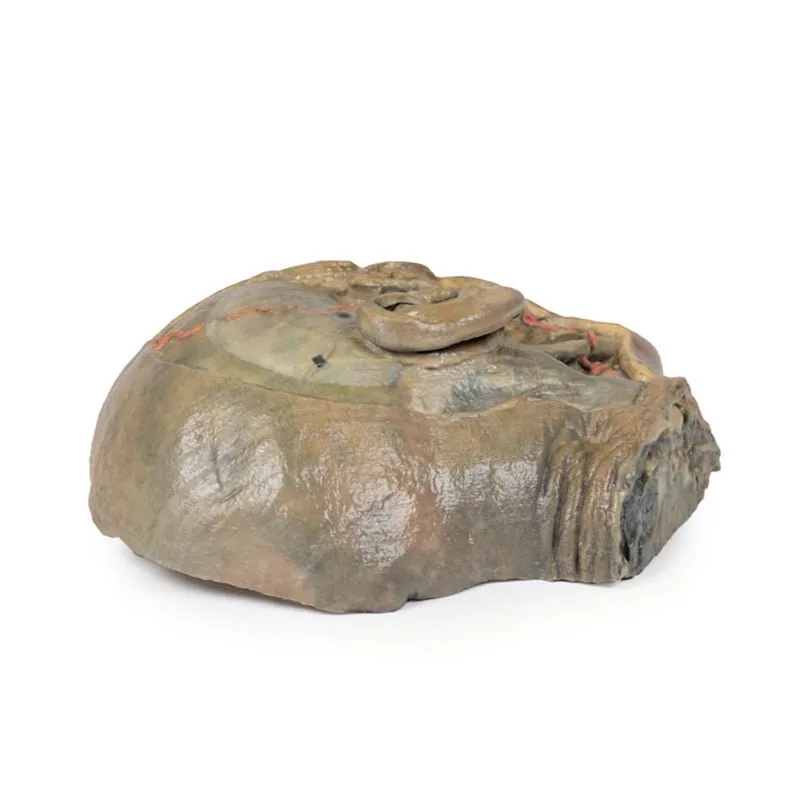 3D Printed Sagittal Section of Head with Infratemporal Fossa Dissection