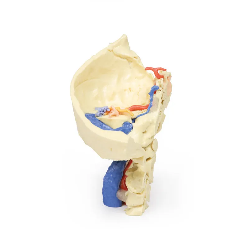 3D Printed Temporal Bone Model, Set of 3
