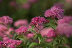 #8" spirea superstar