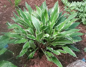 City Dog Hosta