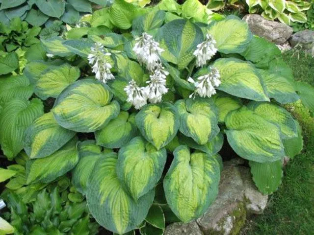 George Smith Hosta