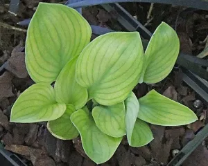 Mouse Metamorphosis Hosta
