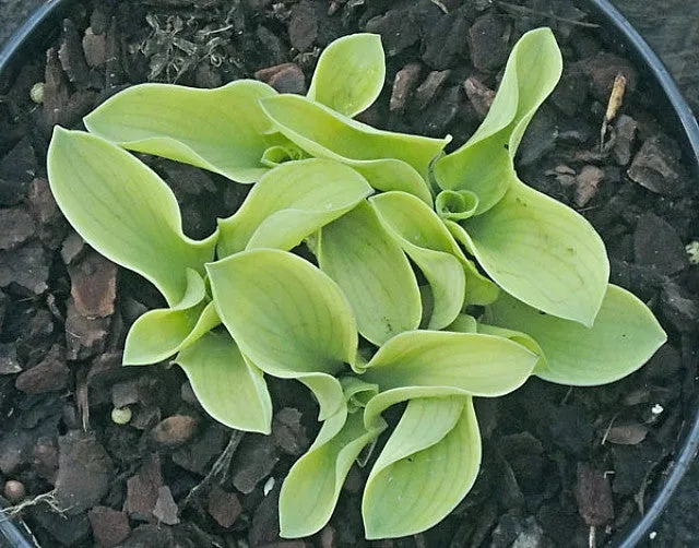 Mouse Metamorphosis Hosta