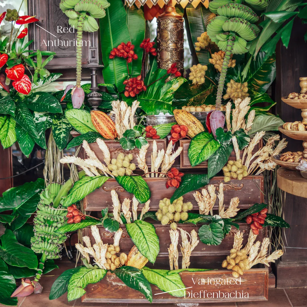 Variegated Dieffenbachia Greenery