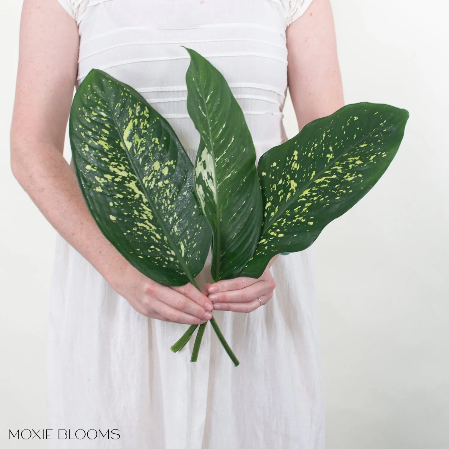 Variegated Dieffenbachia Greenery