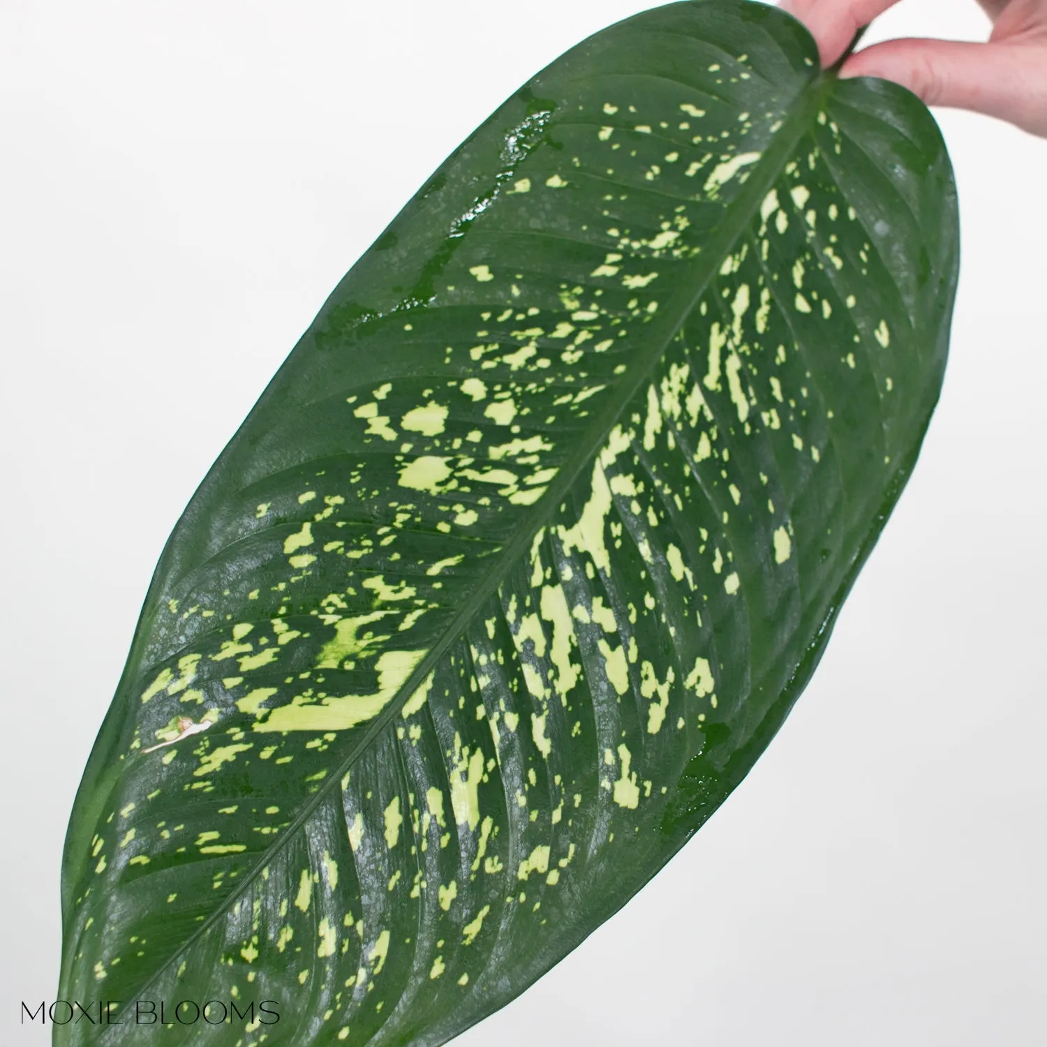Variegated Dieffenbachia Greenery