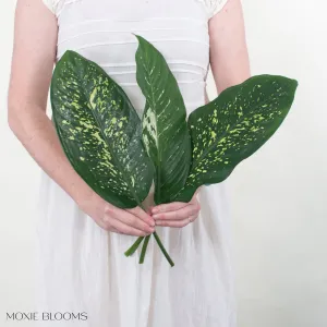 Variegated Dieffenbachia Greenery