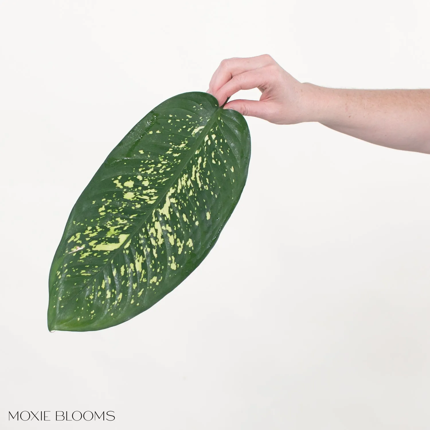 Variegated Dieffenbachia Greenery