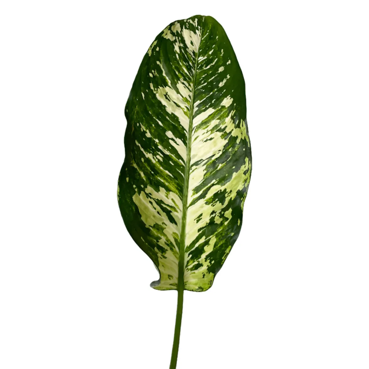 Variegated Dieffenbachia Greenery