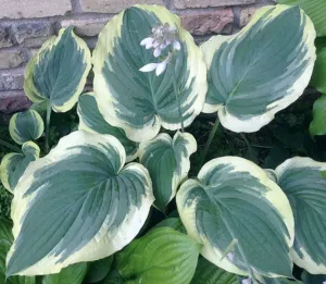 Wildest Dreams Hosta