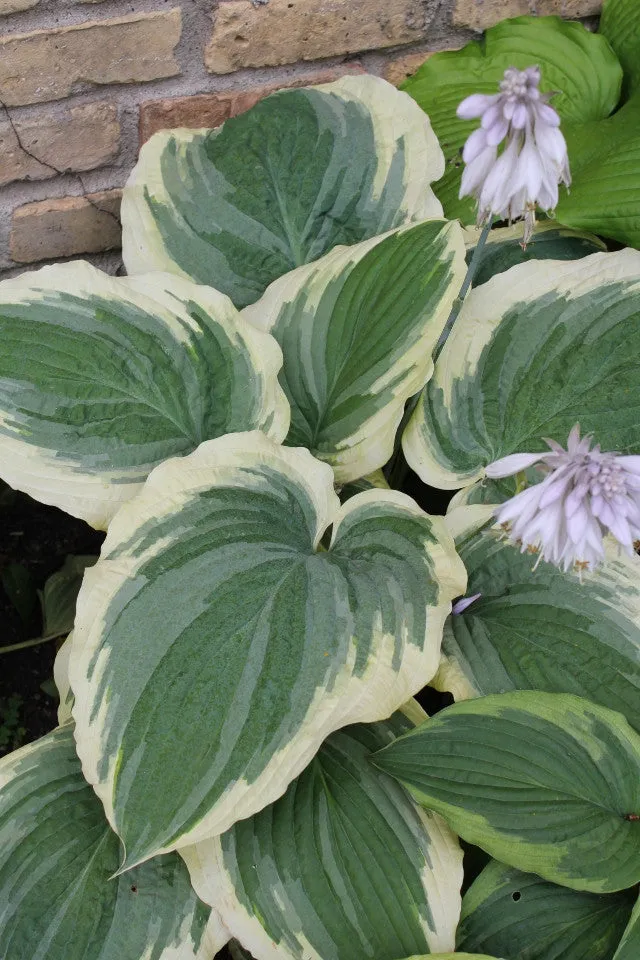 Wildest Dreams Hosta